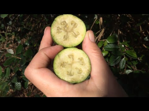 , title : 'Growing Feijoa Fruit Trees in Australia Like the grafted Feijoas Unique, Duffy or Apollo'