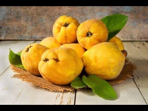 Dunja kao ljek za …..,Poslanika S.A.V.S.