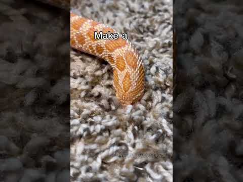 WHY ARE YOU DIGGING A HOLE? (THE SIMPSONS)  #reptile #animal #snake