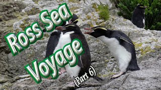 🚢 Voyage to Ross Sea in Deepest Antarctica (Part 6) 🐧