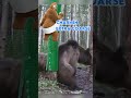 Bear Is REALLY Itchy