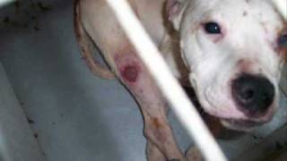 A Tribute To The Suvivors Of Puppy Mills