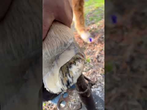 Removing White Line Disease from a horse's hoof.