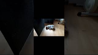 Unsere Mautzi spielt, döst und lasst euch überraschen #oldgamingdadlp #cat #survival #gaming #cute