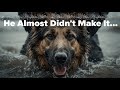 Hero Dog Caught In Ocean Waves What Happened Next Will Shock You