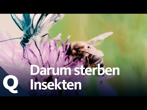 Insects: If they die, our ecosystem dies! | Quarks
