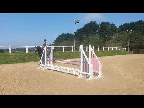 Da Capo Z Stallion (Dominator Z X Stakkato X Cathargo)