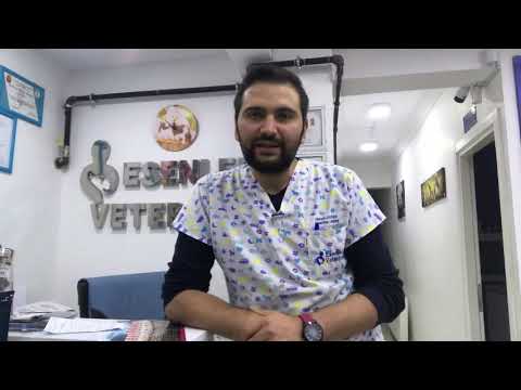 Köpeklerin yiyebileceği meyve sebze ve bitkiler nelerdir?