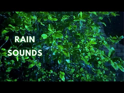 Soothing Rain Sounds on Leaves, Rain Sounds For Relax, Sleep, Studying, Insomnia, Asmr