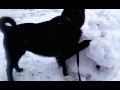 Laika Ruso Europeo - Russian European Laika destroy big snowball