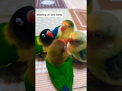 Love bird Sound (Paid Promotion Available) #short  #parrotsound