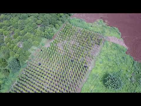 Melvina Latoria - Drone Footage