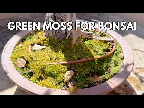 Wie man grünes Moos für Bonsai-Bäume herstellt