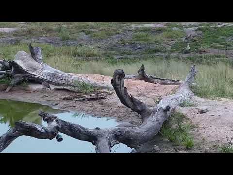 Djuma: Water Thick-knee, Egyptian Goose family and Water Monitor Lizard - 06:20 - 03/26/19