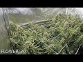 White Widow (Seed to Harvest) - FULL Cannabis Grow Time Lapse.