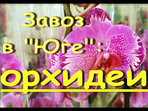 Завоз ШИКАРНЫХ орхидей в"Юге",04.05.20,Самара.