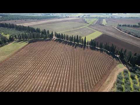 Un tuffo nei vigneti Morisfarms dalla nostra Terrazza Moris