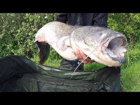 download lagu mp3 mp4 Buy Catfish Fillets Uk, download lagu Buy Catfish Fillets Uk gratis, unduh video klip Buy Catfish Fillets Uk