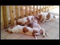 Basset Hound de Vallislonga. El patio de mi casa ...