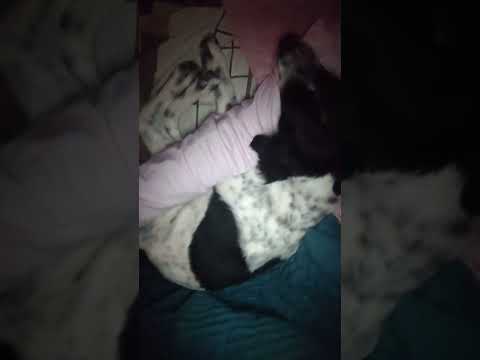 Vídeo de Timão ??