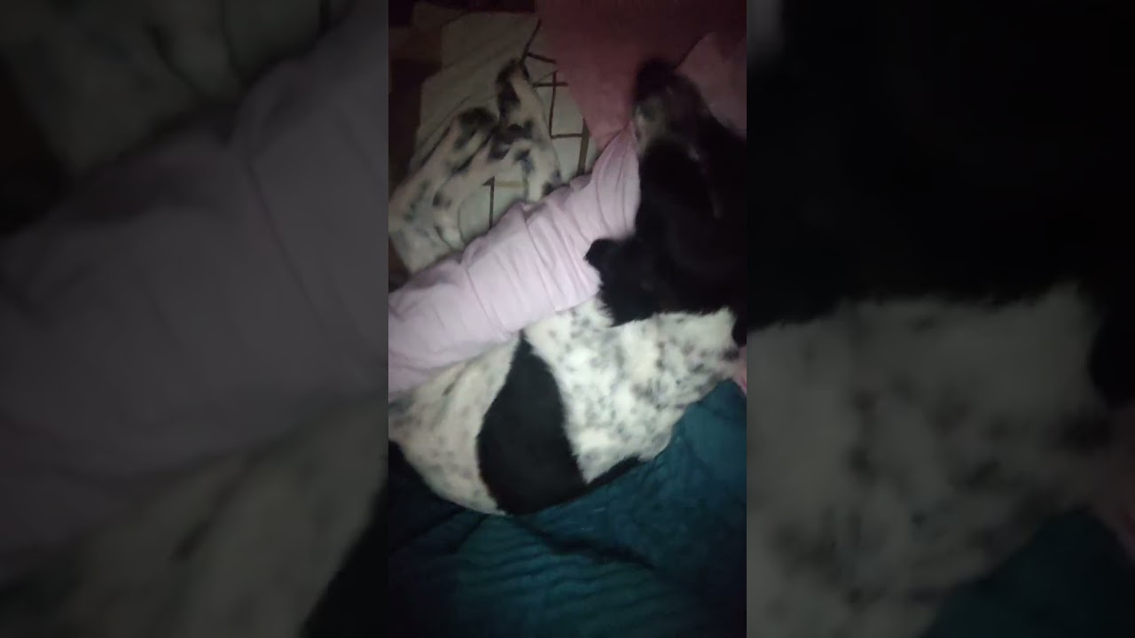 Cachorro raça SRD-ViraLata idade 1 ano nome Timão ??