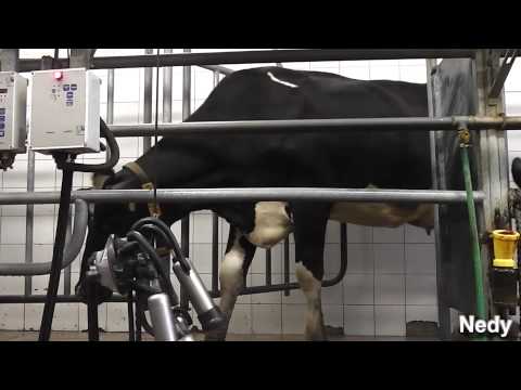 , title : 'Zemas AG a.s.~Proces dojení kráv.'