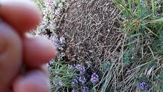 WildnisTour Know-How: Wildkräuterküche - Wilder Thymian