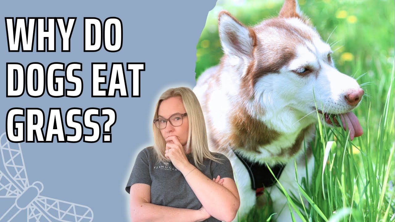 Why Do Dogs Eat Grass? | Video