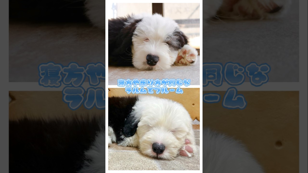 そっくりなラルムとブルーム#oes #oldenglishsheepdog