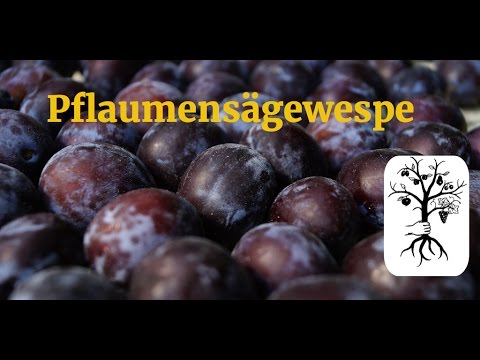 Kleine Zwetschken und Pflaumen fallen ab - die Pflaumensägewespe