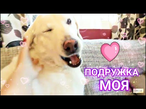 Прикольные собачки 💞 Funny dog
