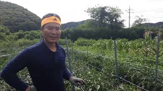 이장집(450) 참 유기농업 에너지농법 실천 현장