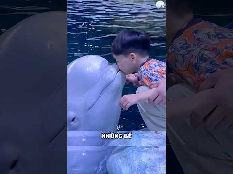 Biểu cảm khó đỡ của cá voi trắng khi hờn dỗi: Phun nước xối xả vào mặt người 🚛