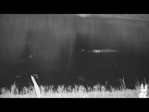 Djuma: Two Hippos in the dam - 01:48 - 01/21/22