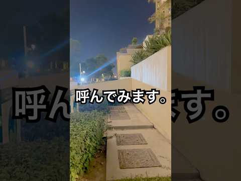 休暇に行くのですが、猫をどこに預けますか?