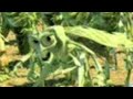 Thumper A Bug S Life Sounds Update