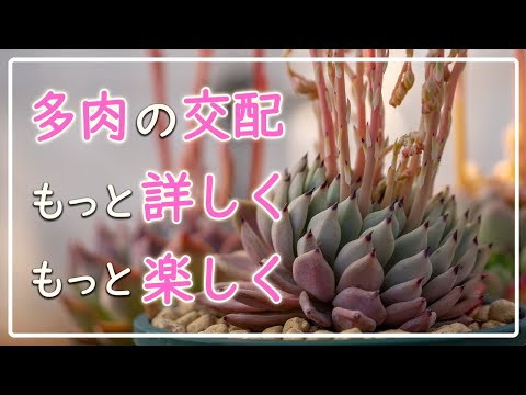 多肉植物の繁殖に成功しました トピックス