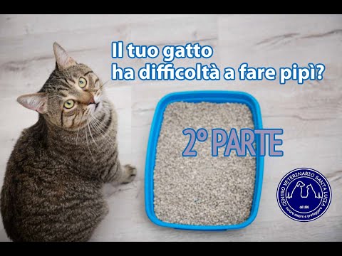 38 - Your cat has trouble peeing - Part 2