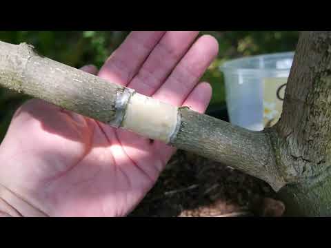 Der dicke, alte Ahorn wird abgemoost