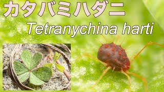 カタバミハダニ実況（これがカタバミハダニだ！）