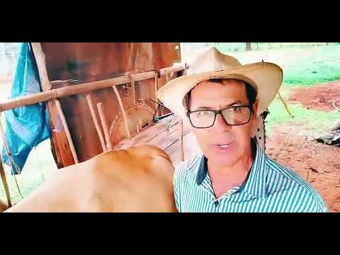 A cultura do carro de Boi são Francisco de Sales MG 