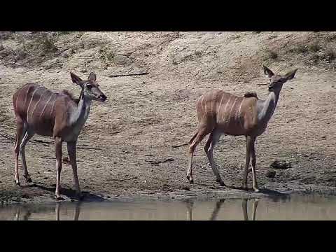 Djuma: Kudus getting a drink - 12:05 - 09/13/20