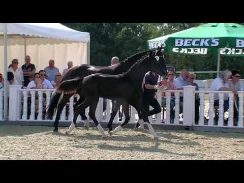 Stf v For Romance x Sandro Hit 2016