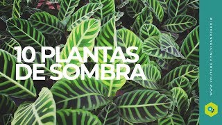 10 plantas de SOMBRA 10 plantas de SOMBRA