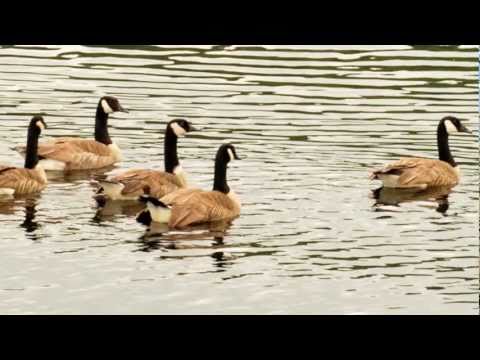 Prathima at Kenmore Park, Lake Washington