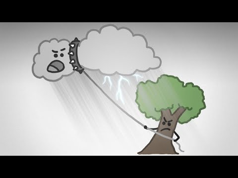 video about how trees create rainfall and vice versa.