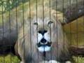 Male Lion Roaring While Female Watches At Lincoln Park Zoo Chicago