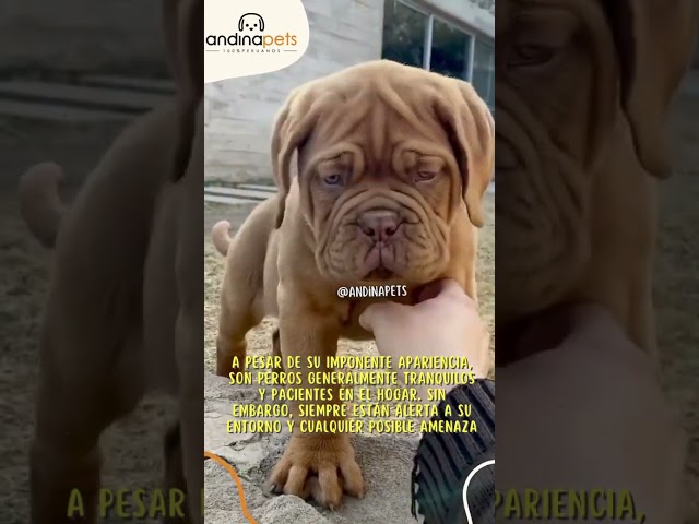 Video relacionado