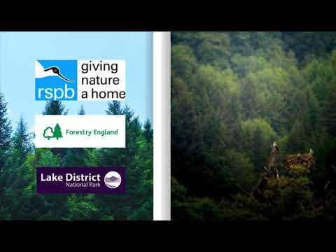 Spring is in the air: osprey courtship