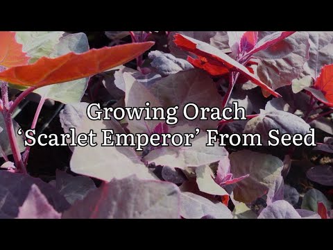 Growing Orach ‘Scarlett Emperor’ From Seed, Growing Perennial Spinach From Seed